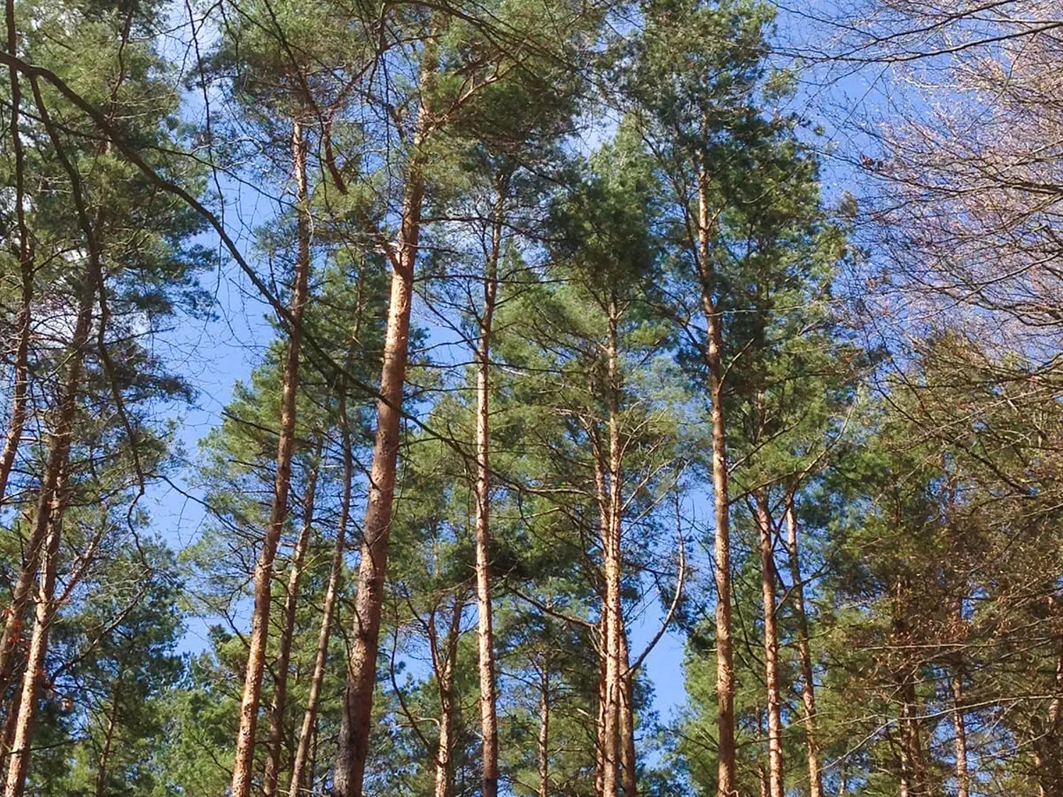 Pension Richter Bäume in einem Wald