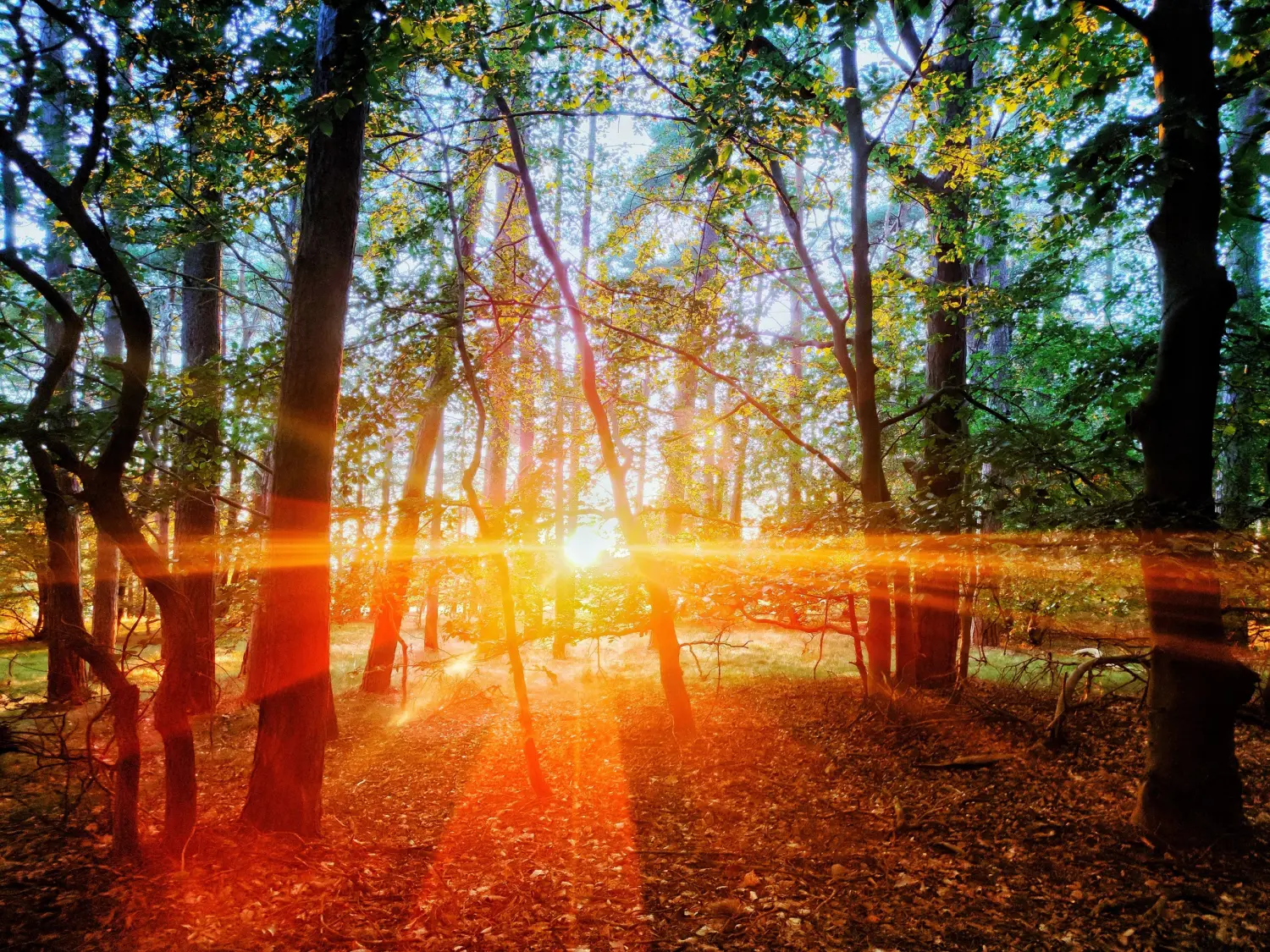 Pension Richter Sonnenuntergang im Wald