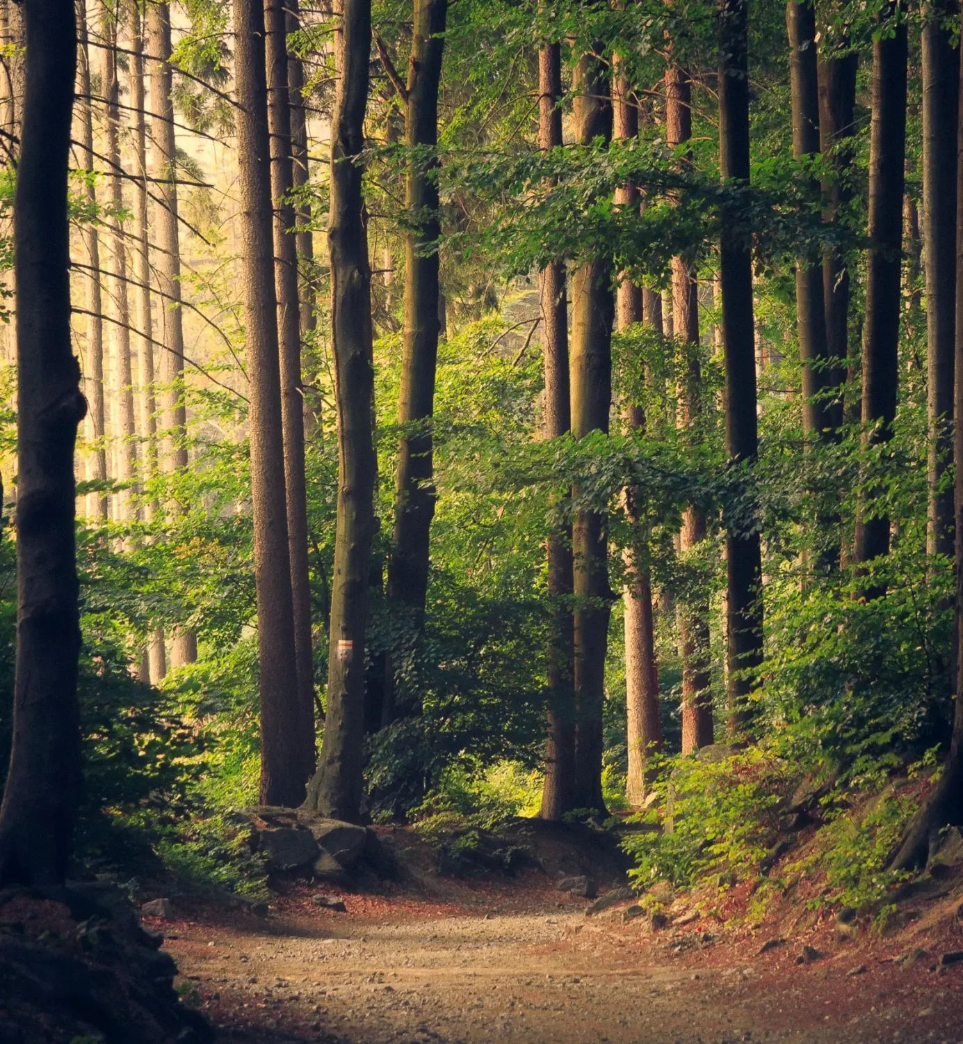 Pension Richter Bäume in einem Wald