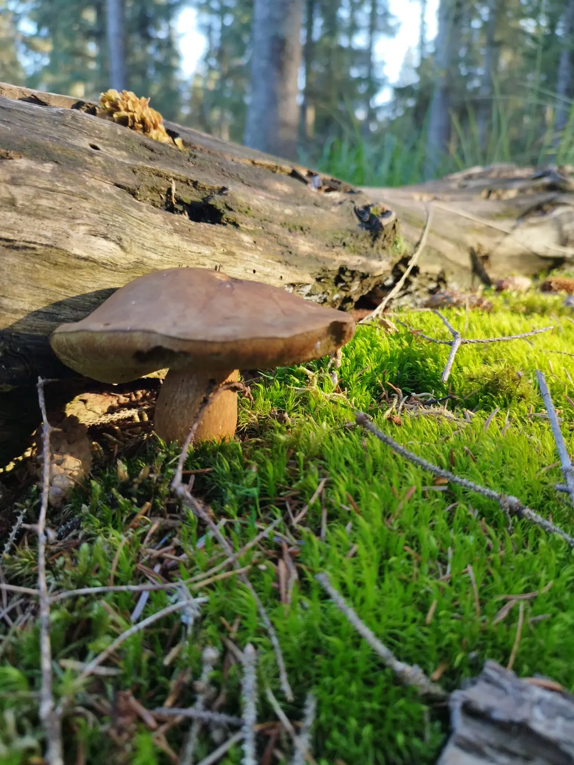 Pension Richter Pilzzimmer im Wald