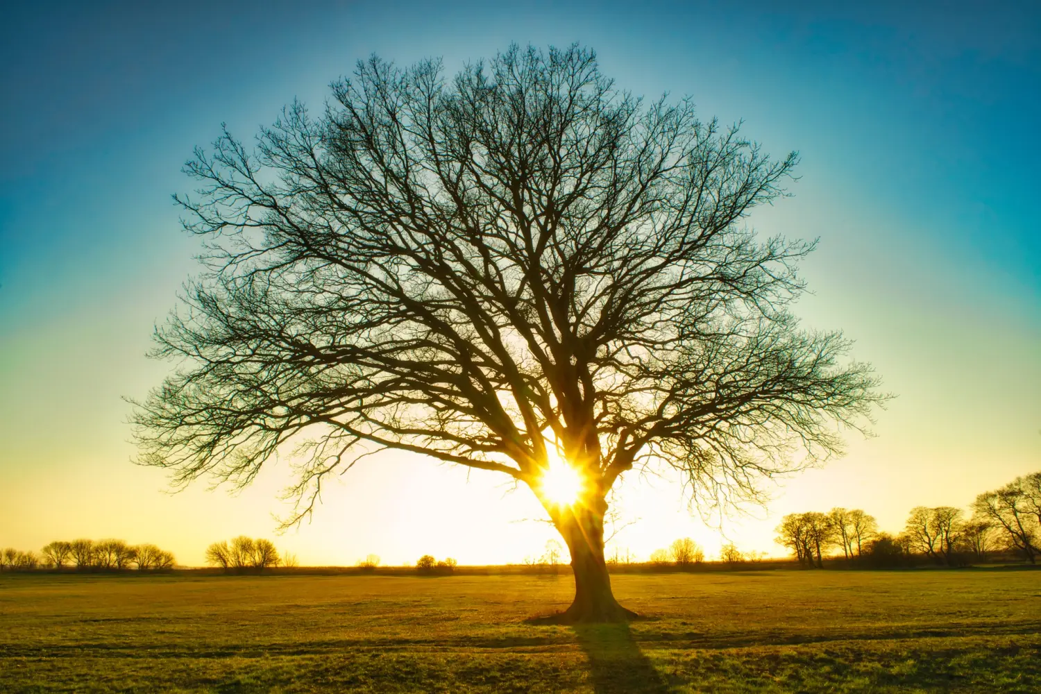 Pension Richter Baum in einem Wald